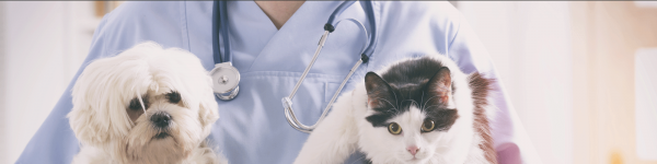 Fachtierarzt-Zentrum für Kleintiere Dr. Bodo Kröll, Dr. Janin Kröll &amp; Kollegen/Tagesklinik cover image